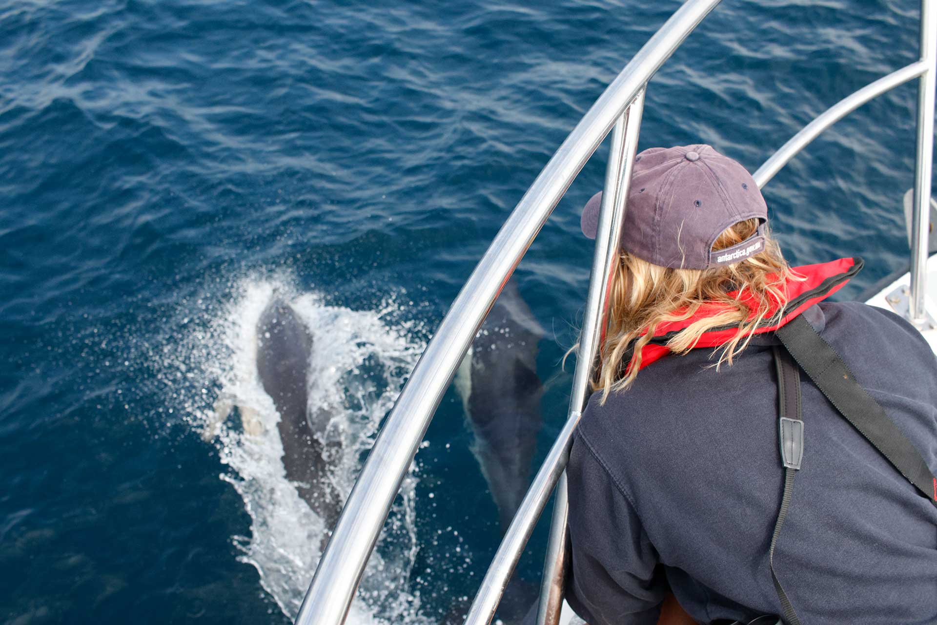 Boat Wildlife Survey 1 Photo Credit © Sea Trust Wales