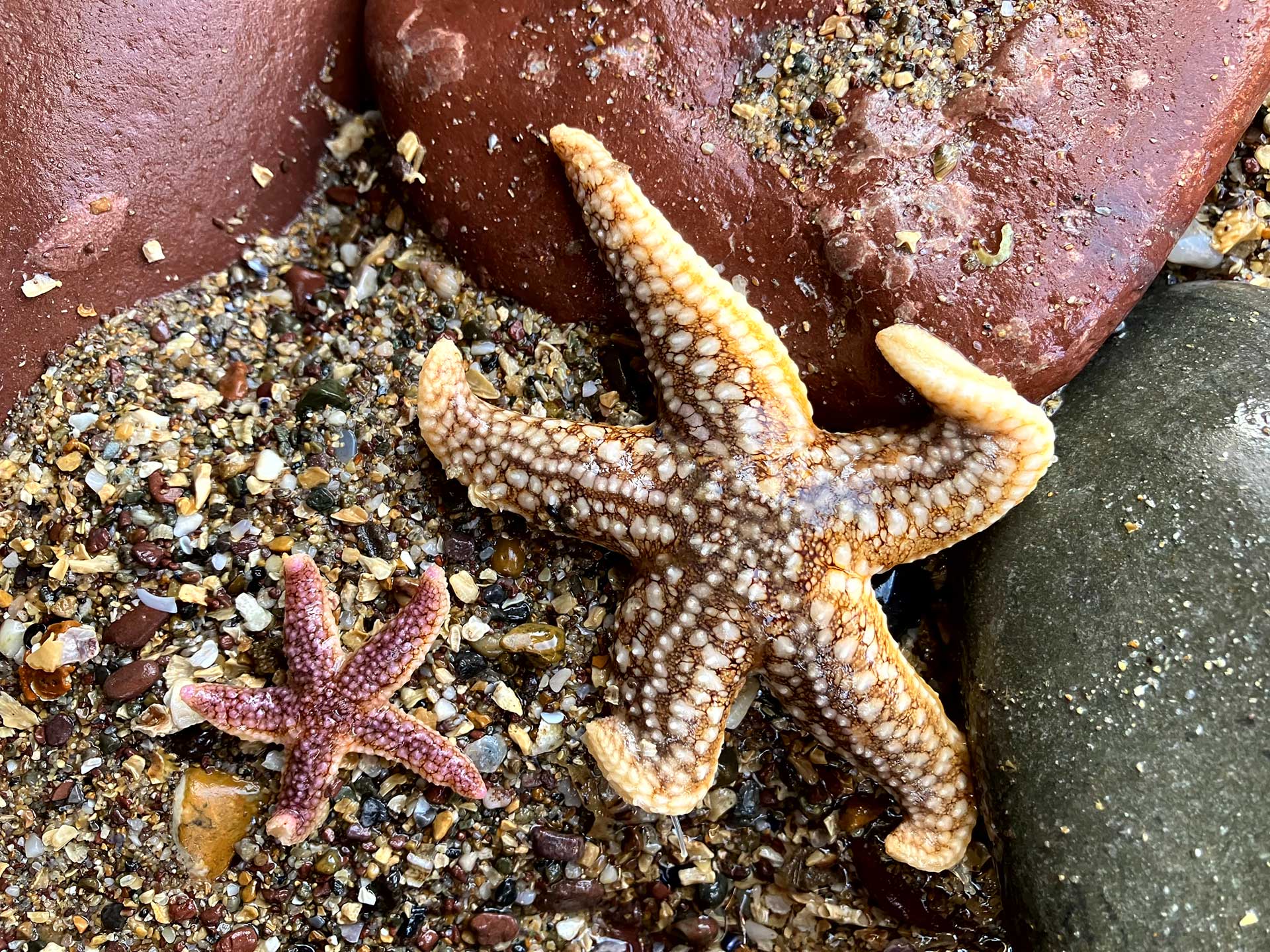 Starfish At Manorbier Beach Photo By Sue Burton Pembrokeshire Marine SAC Officer
