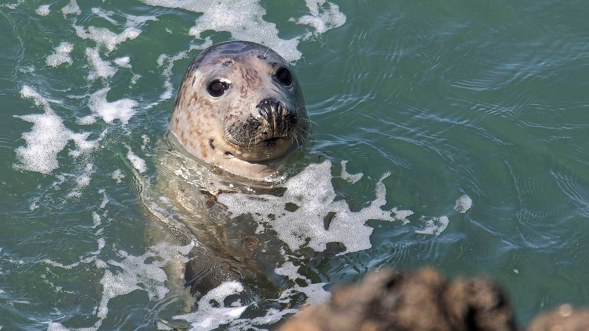 Many people don’t realise the range of remarkable marine life found in Welsh waters. Dolphins, porpoises and seals are just some of the species that depend on healthy seas.