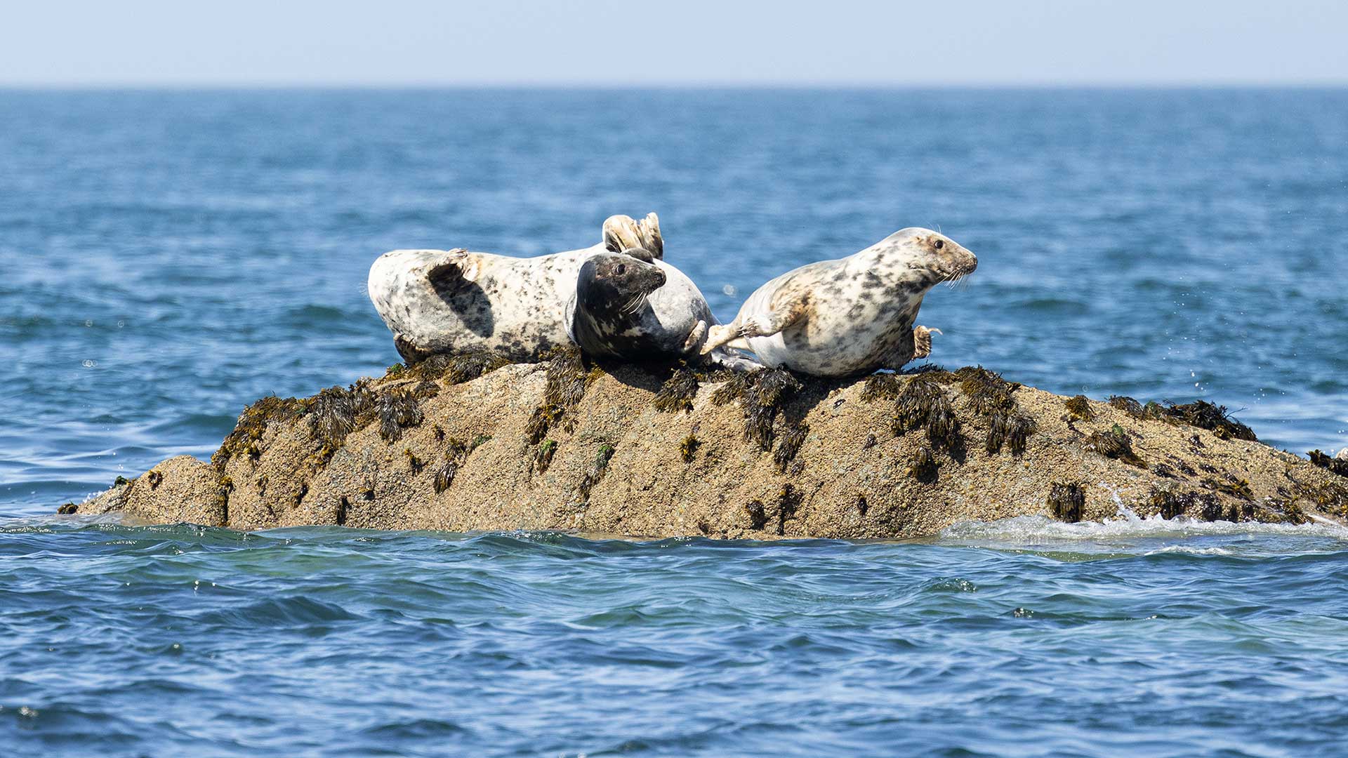 Grey Seals On Rocks Photo By Ken Barnett