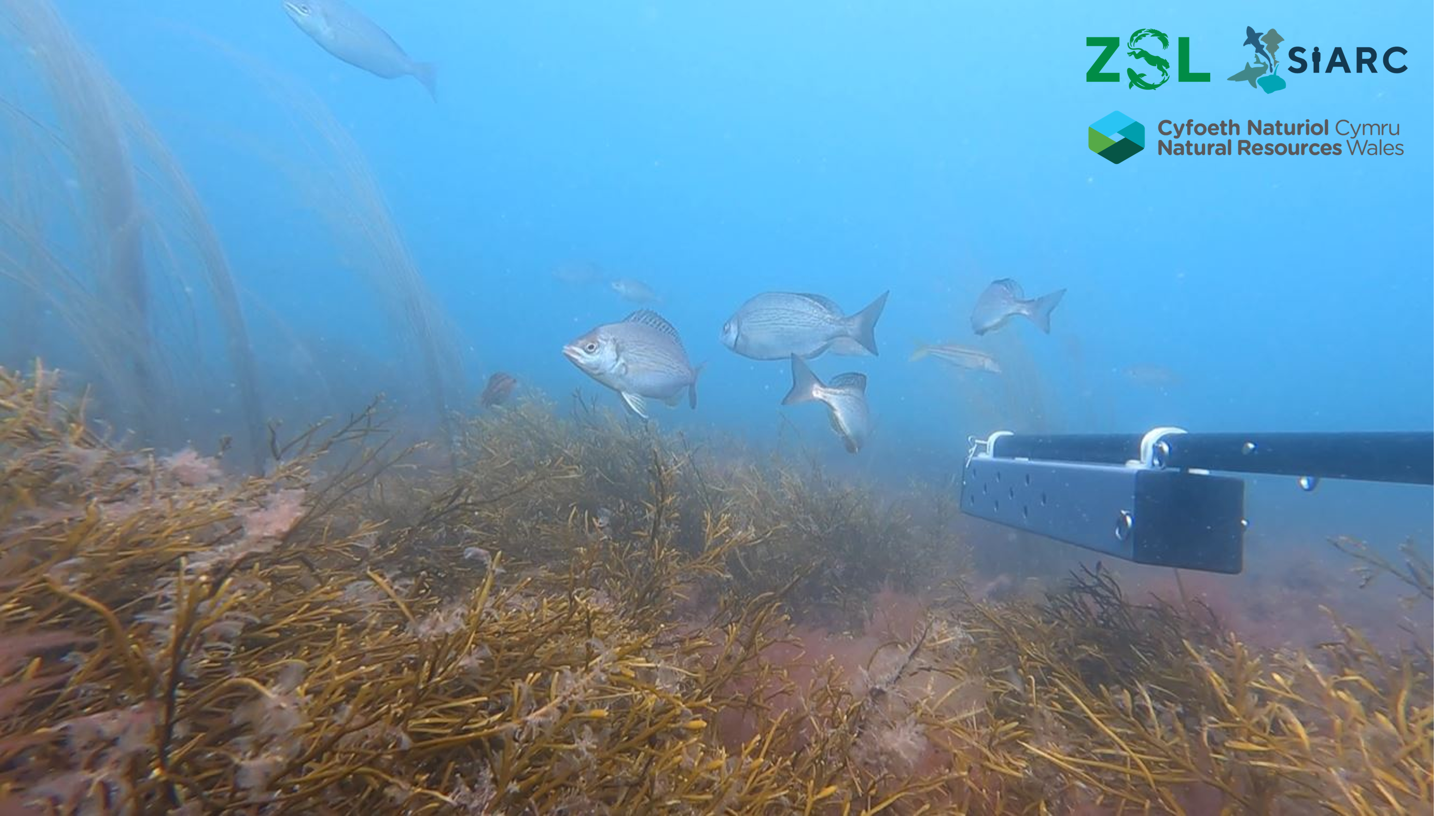 Welsh Reefs